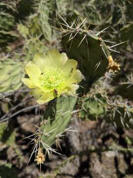 Image of Opuntia caracassana Salm-Dyck