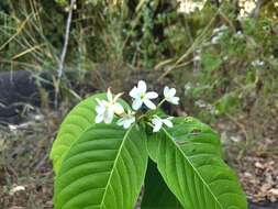 Image of Bitter Oleander