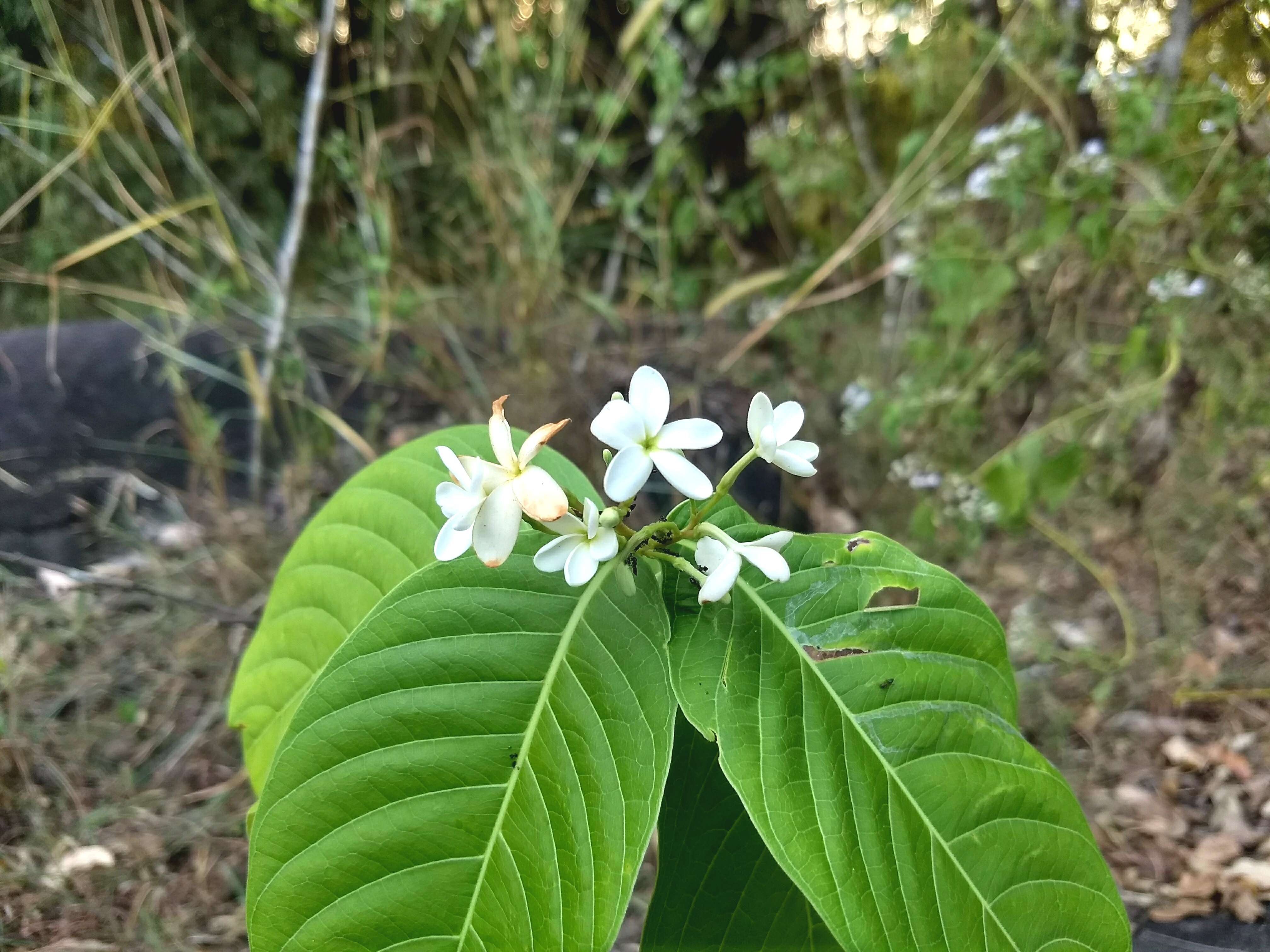 Image of Bitter Oleander