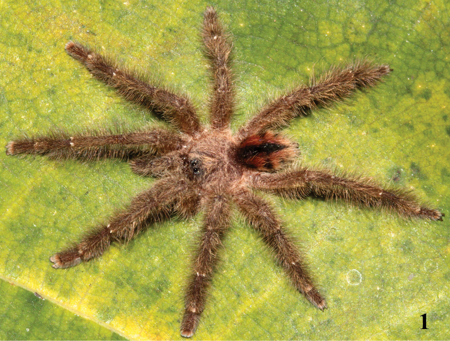 Image of Typhochlaena curumim Bertani 2012