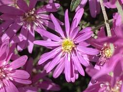 Olearia phlogopappa (Labill.) DC. resmi