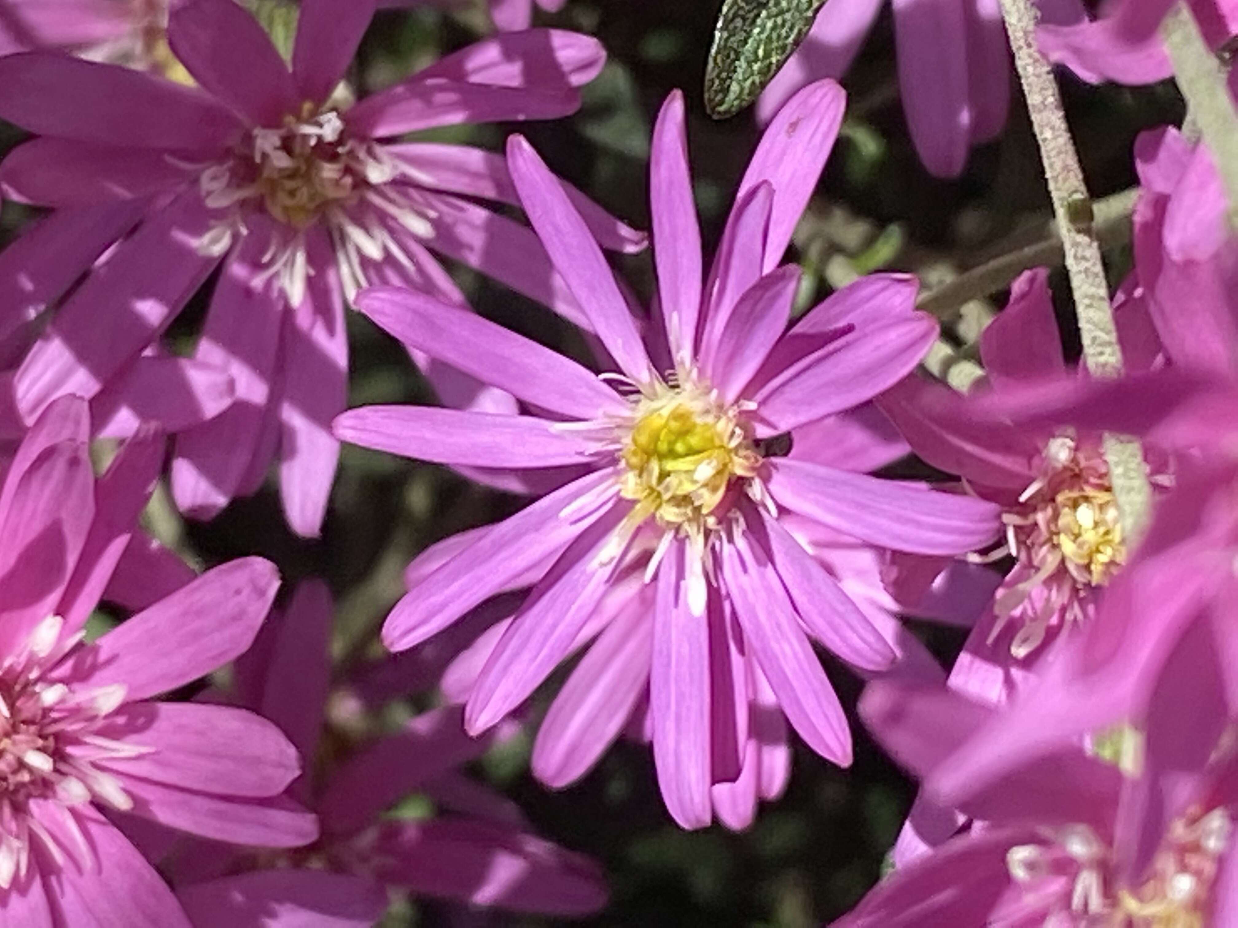 Olearia phlogopappa (Labill.) DC. resmi