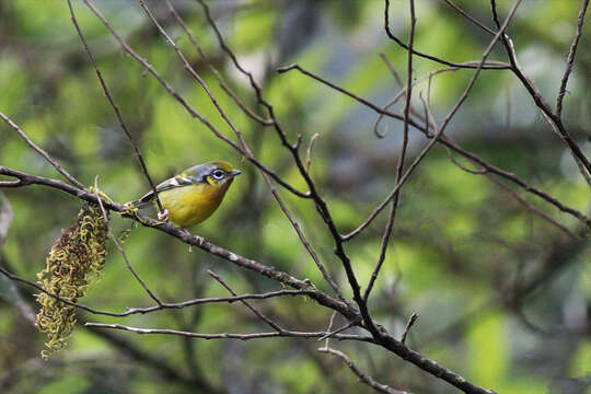 Image of Black-eared Shrike-Babbler