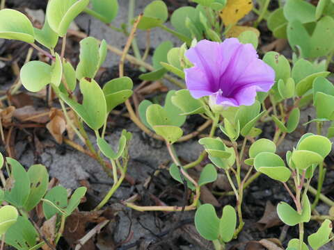 Ipomoea pes-caprae (L.) R. Brown resmi