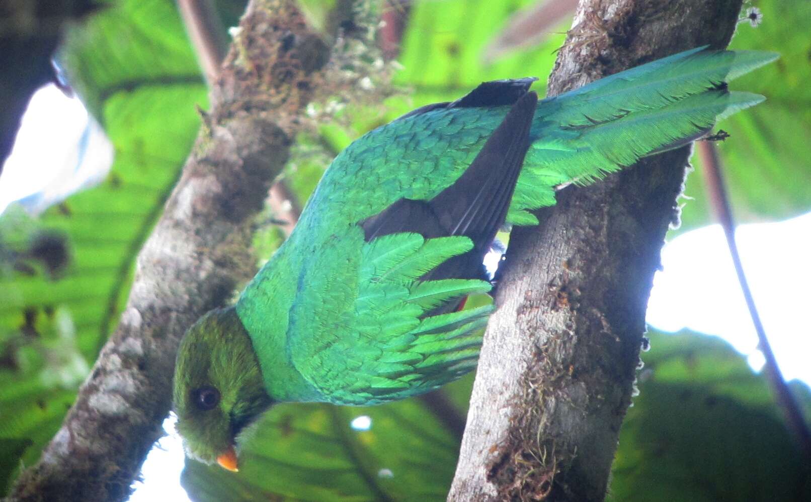 Image de Quetzal doré