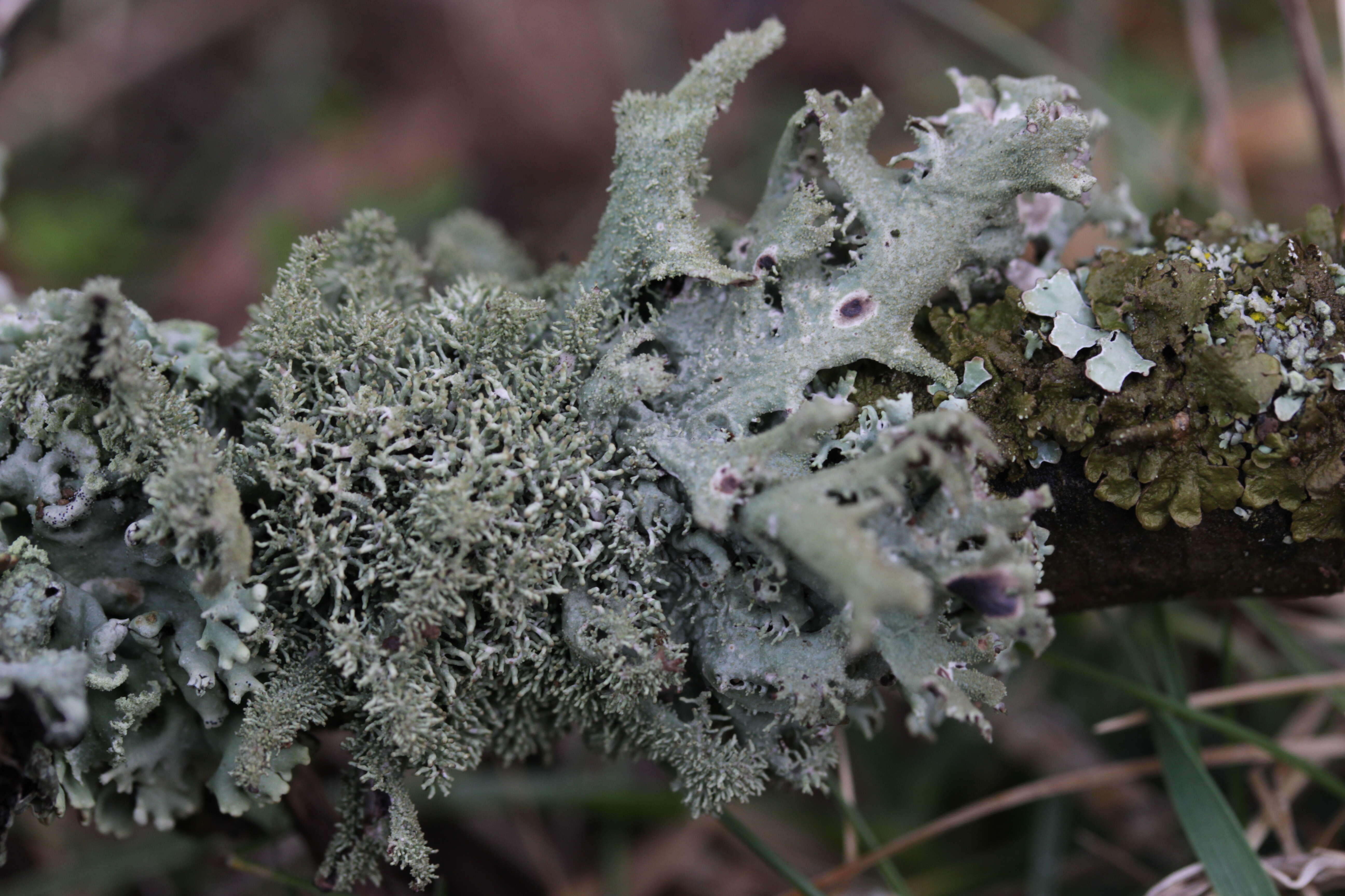 Image of Pseudevernia furfuracea (L.) Zopf