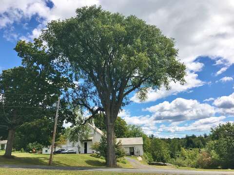 Image of American elm