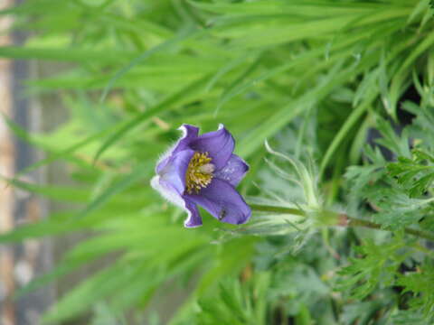 Image of Pulsatilla bungeana C. A. Mey. ex Ledeb.