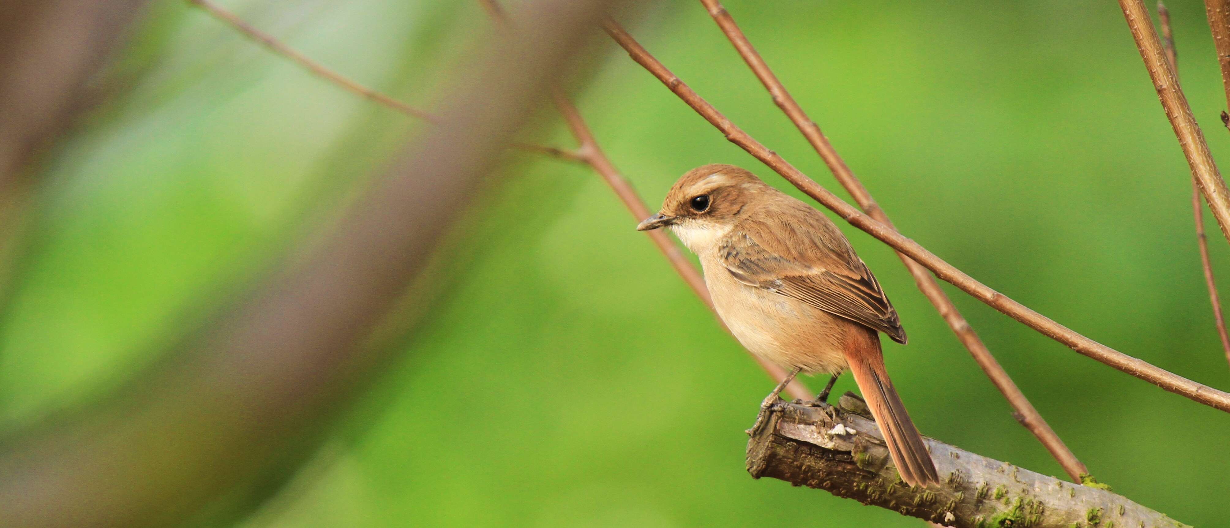 Image of Grey Bush Chat