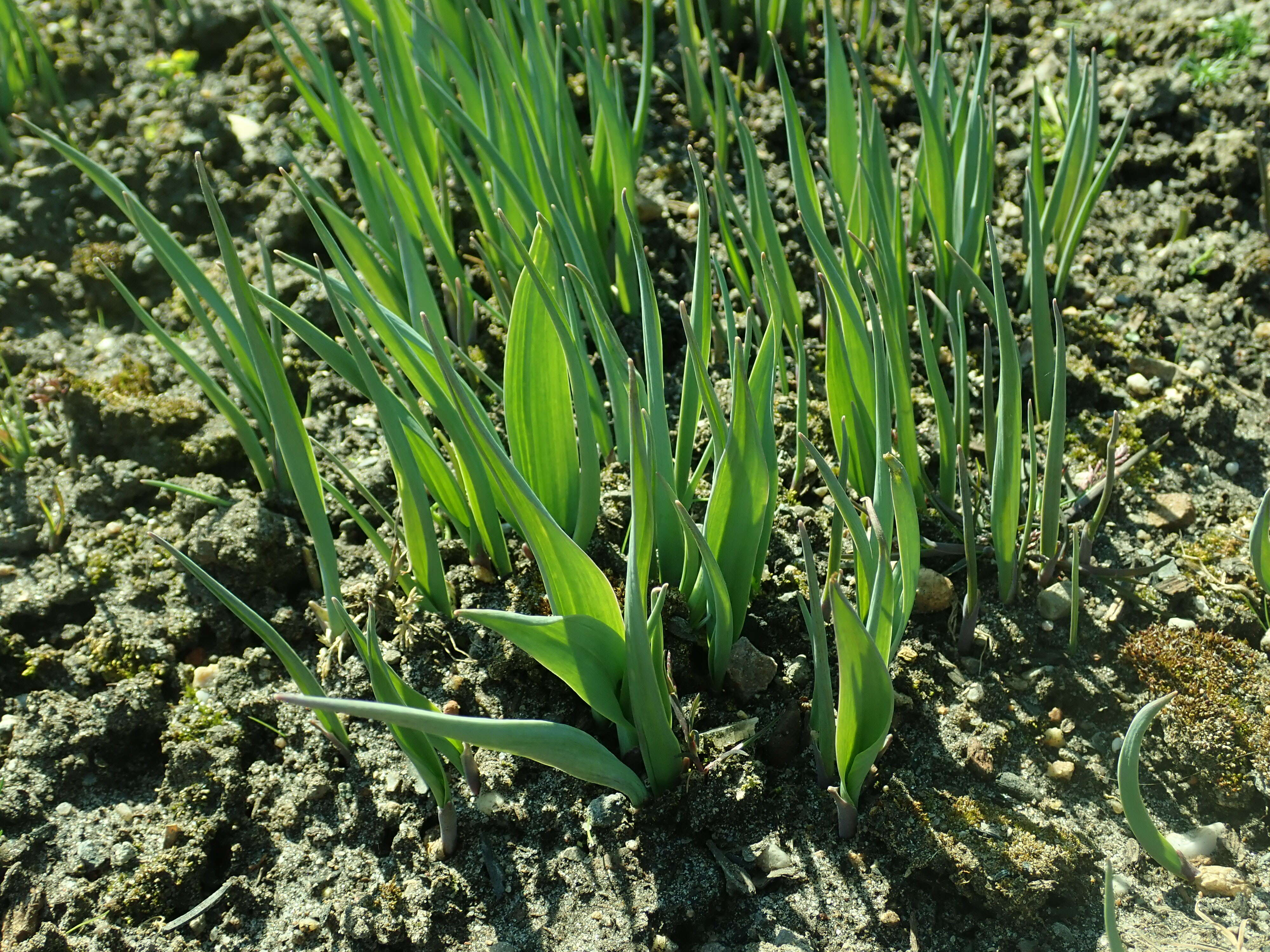 Image of Lily Leek