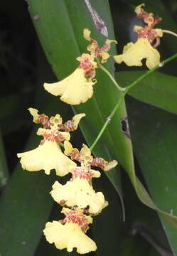 Image of Wydler's dancing-lady orchid