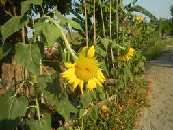 Image of common sunflower