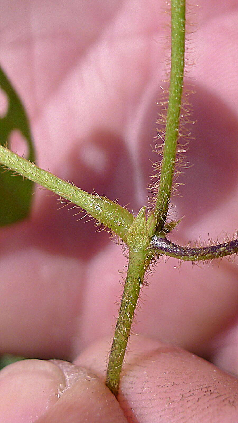 Imagem de Calopogonium mucunoides Desv.