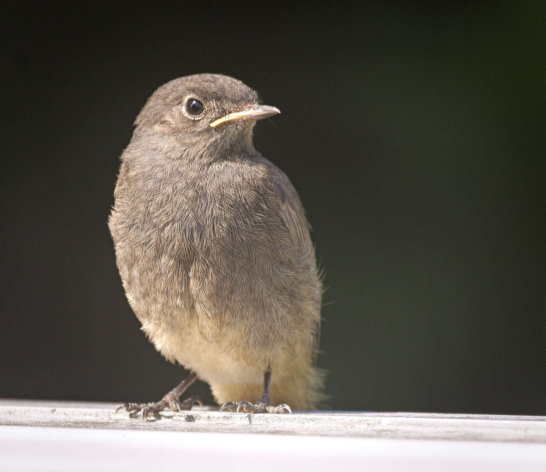 Image of Black Redstart