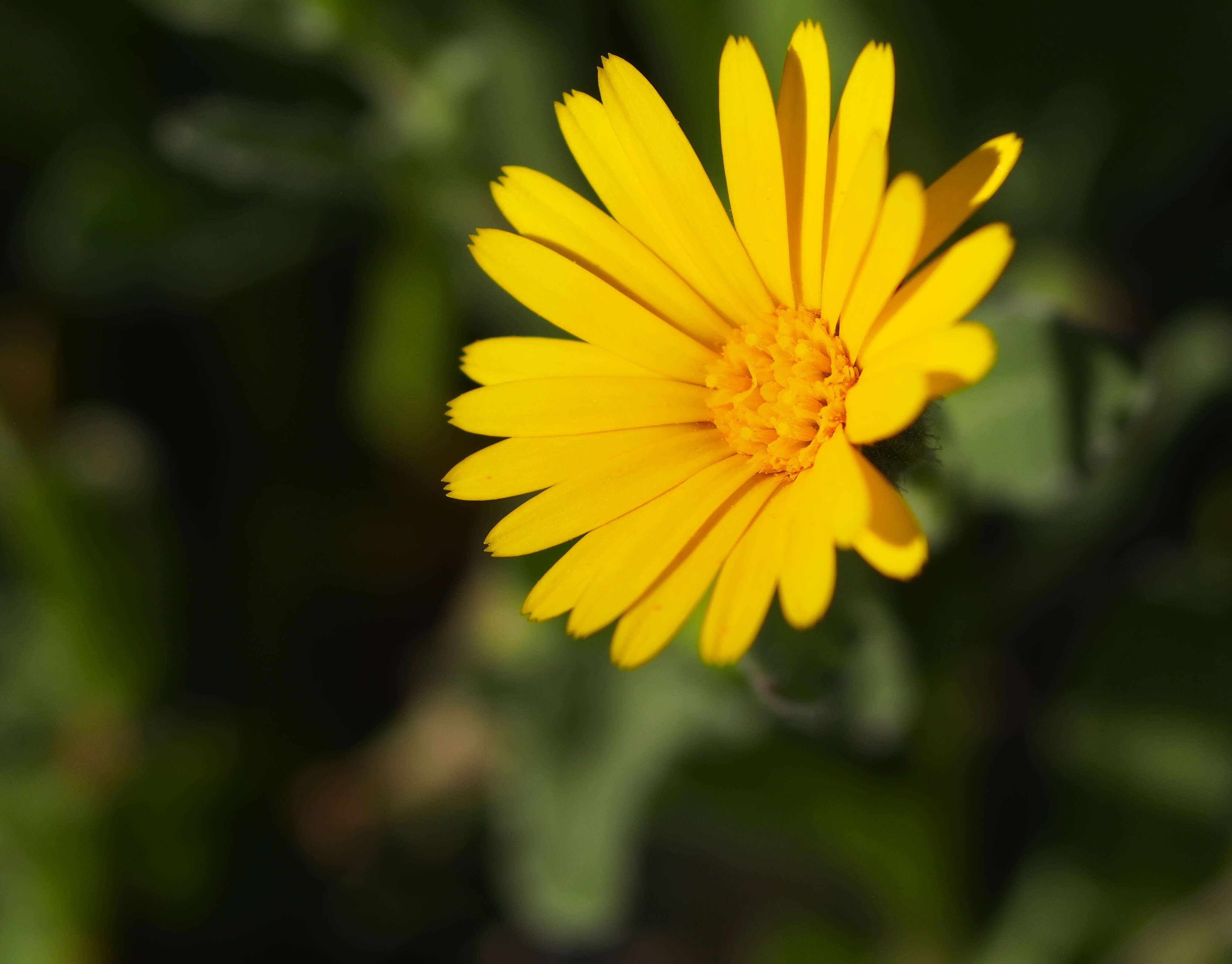 Image of field marigold