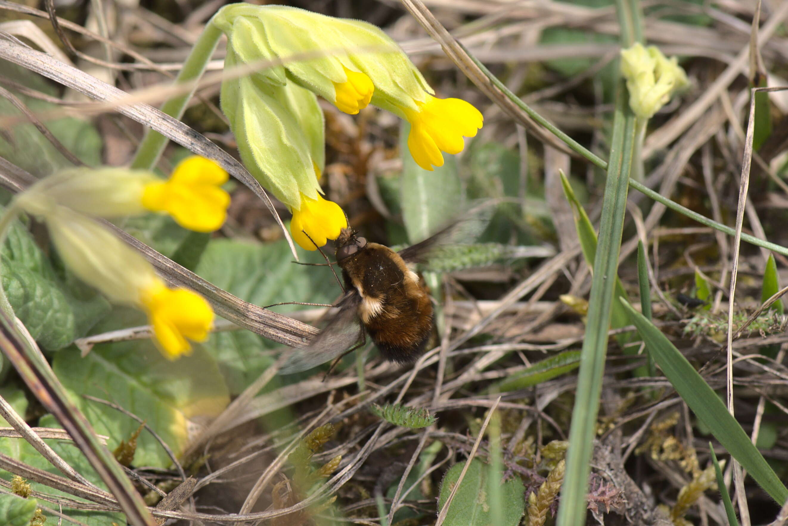 Image of Dotted bee-fly