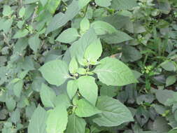 Plancia ëd Solanum nigrum L.