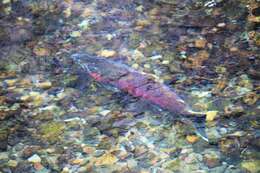 Image of Coho Salmon