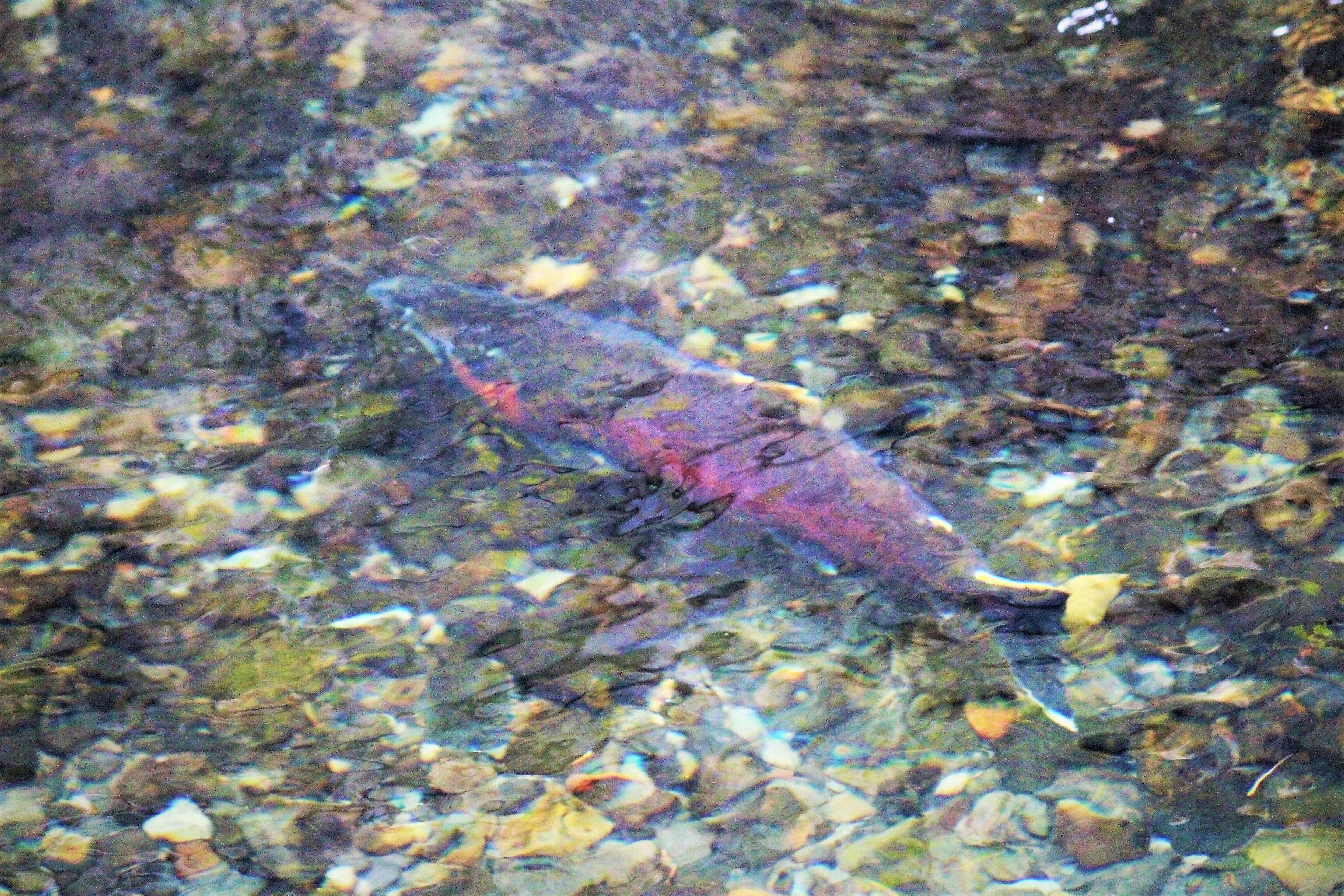 Image of Coho Salmon