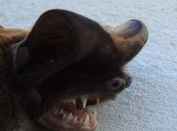 Image of Greater Bonneted Bat