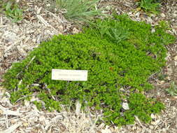 Image of Baccharis patagonica Hook. & Arn.