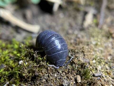 Image of Pill woodlouse