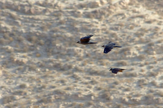 Image of Eurasian Jackdaw