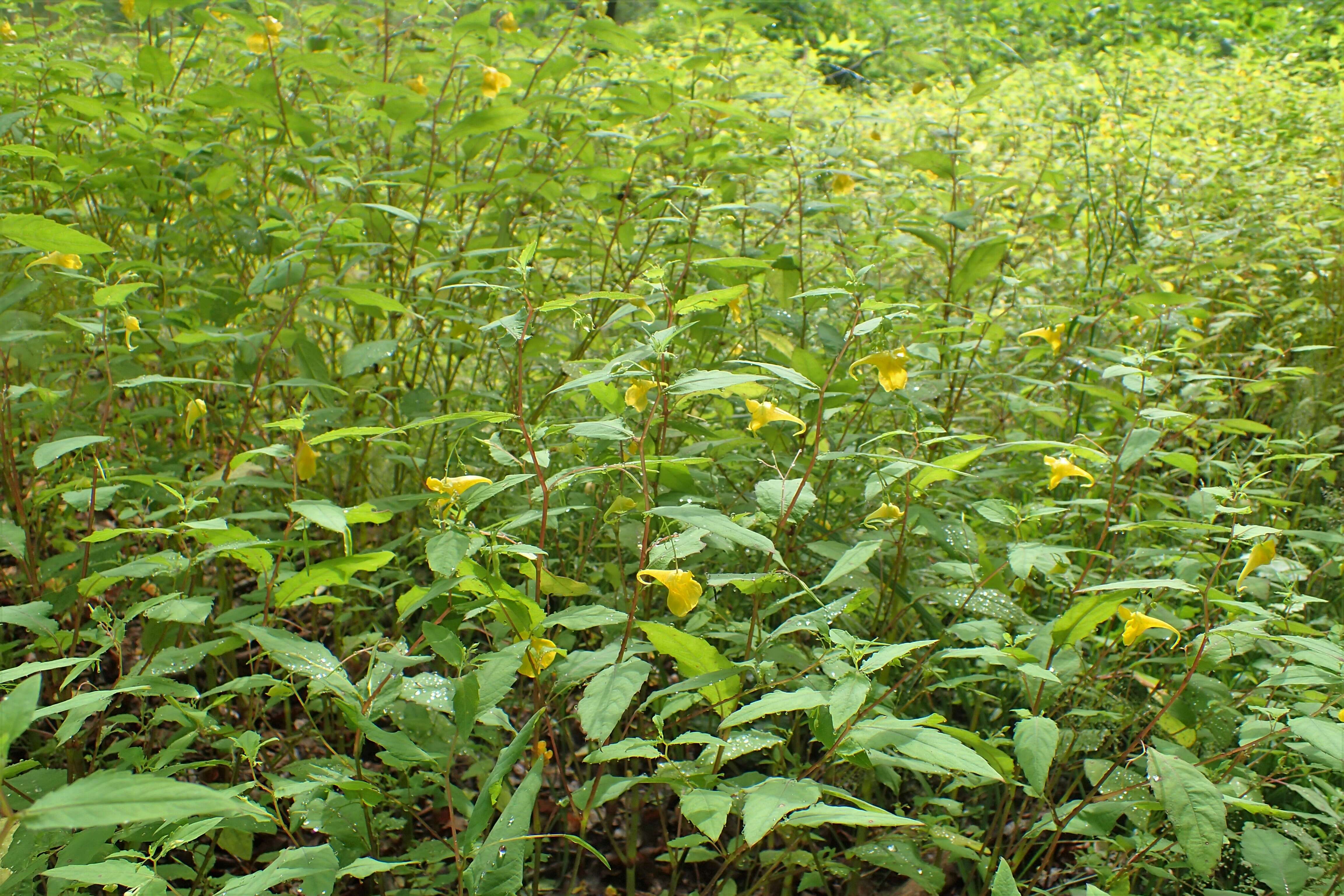 Image of Jewelweed