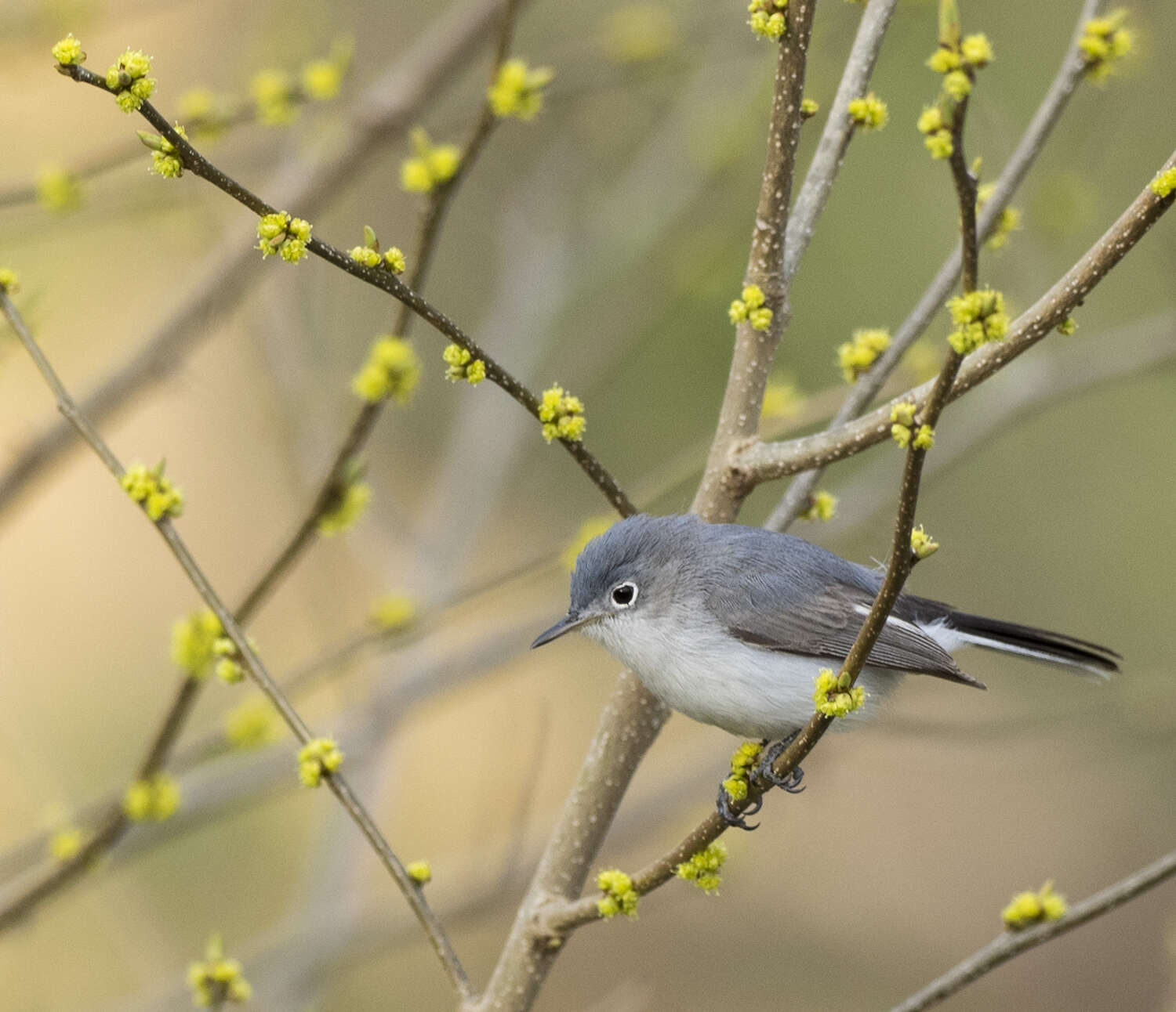 Image of gnatcatchers