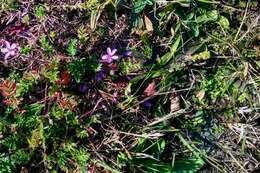 Image of Common Stork's-bill