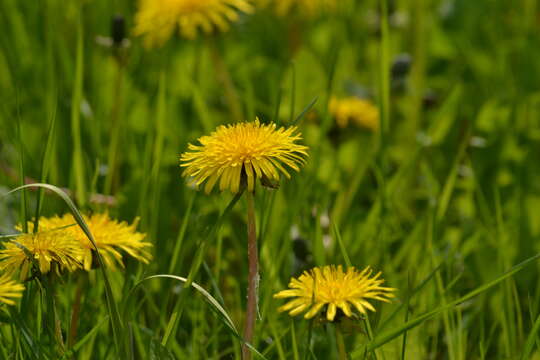 Image of Common Dandelion