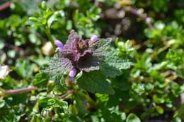 Image of purple archangel