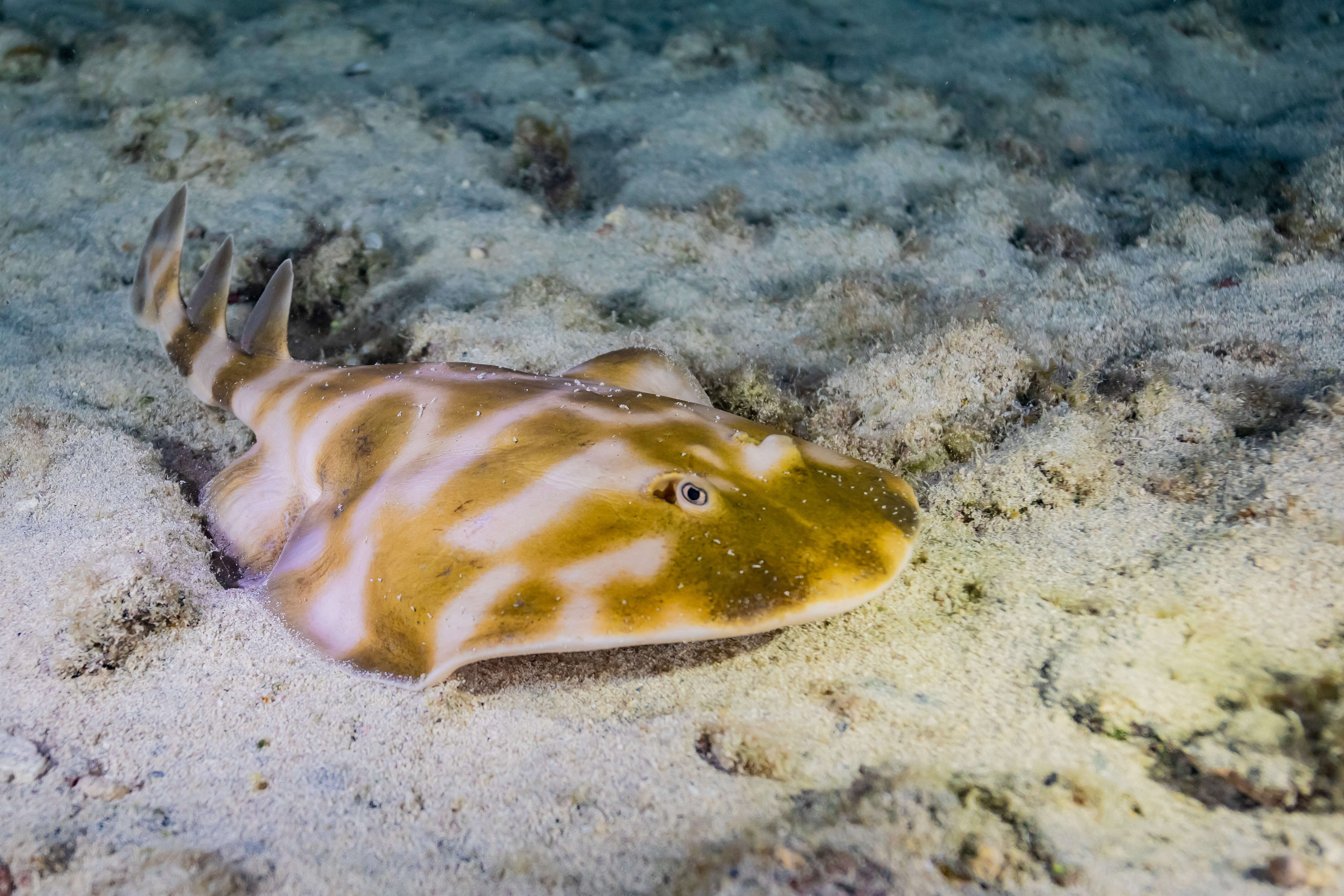 Image of Brazilian electric ray