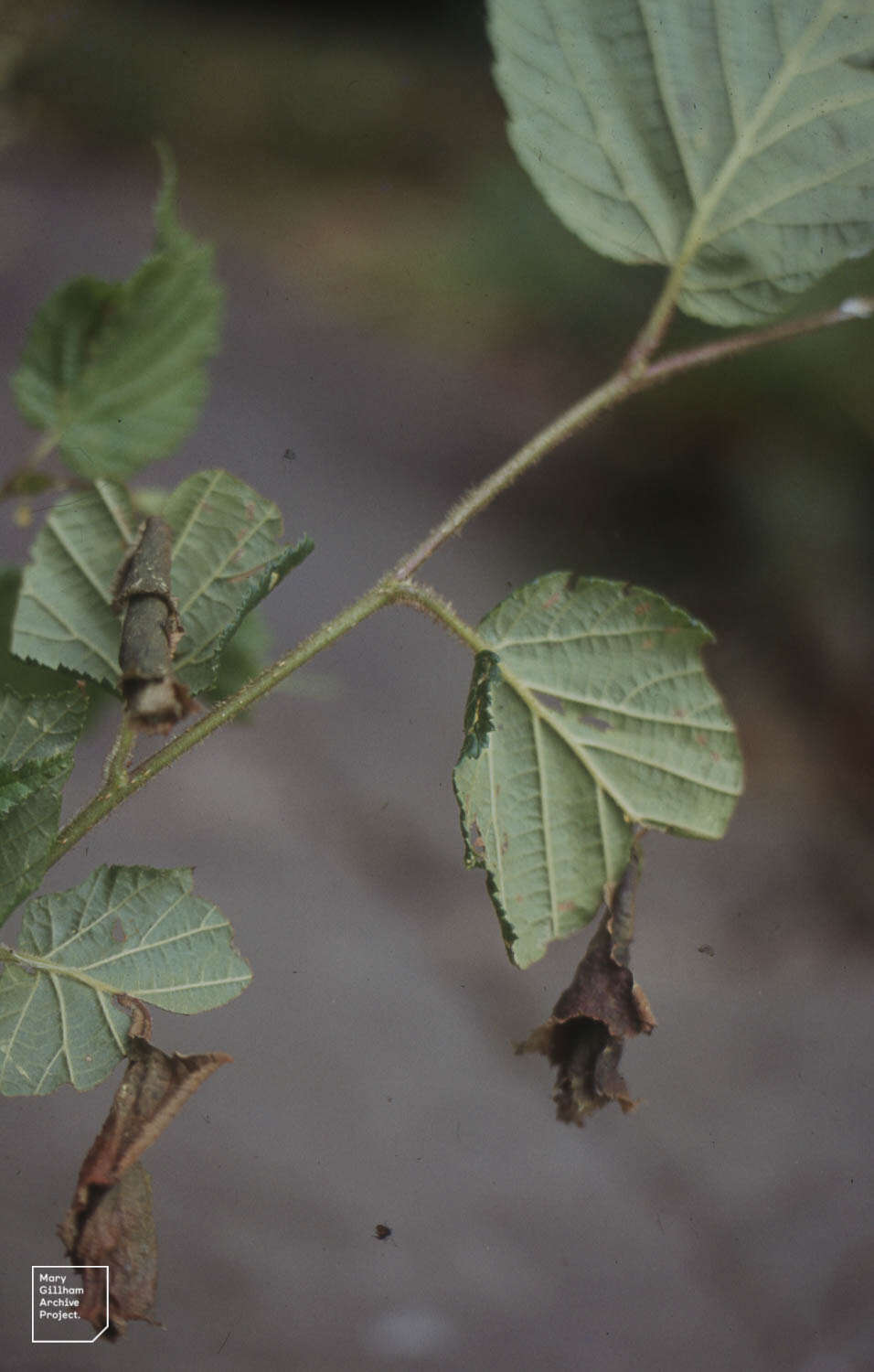 Image of Deporaus betulae (Linnaeus & C. 1758)