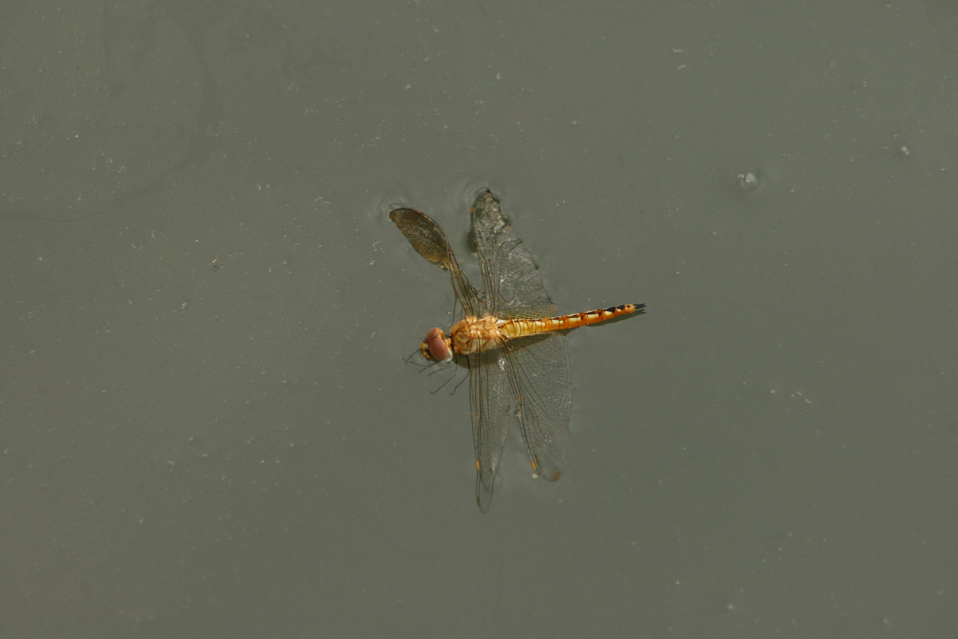 Image of Rainpool Gliders