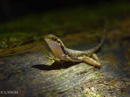 Image of Anolis oxylophus Cope 1875