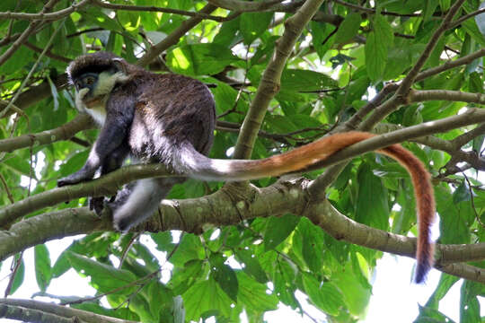 Image of Black-cheeked White-nosed Monkey