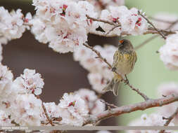 Image of Fire-fronted Serin