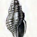 Image of Pseudorhaphitoma phaea (Melvill & Standen 1901)