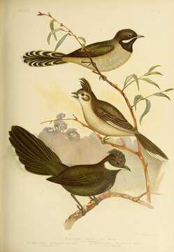 Image of Black-throated Whipbird