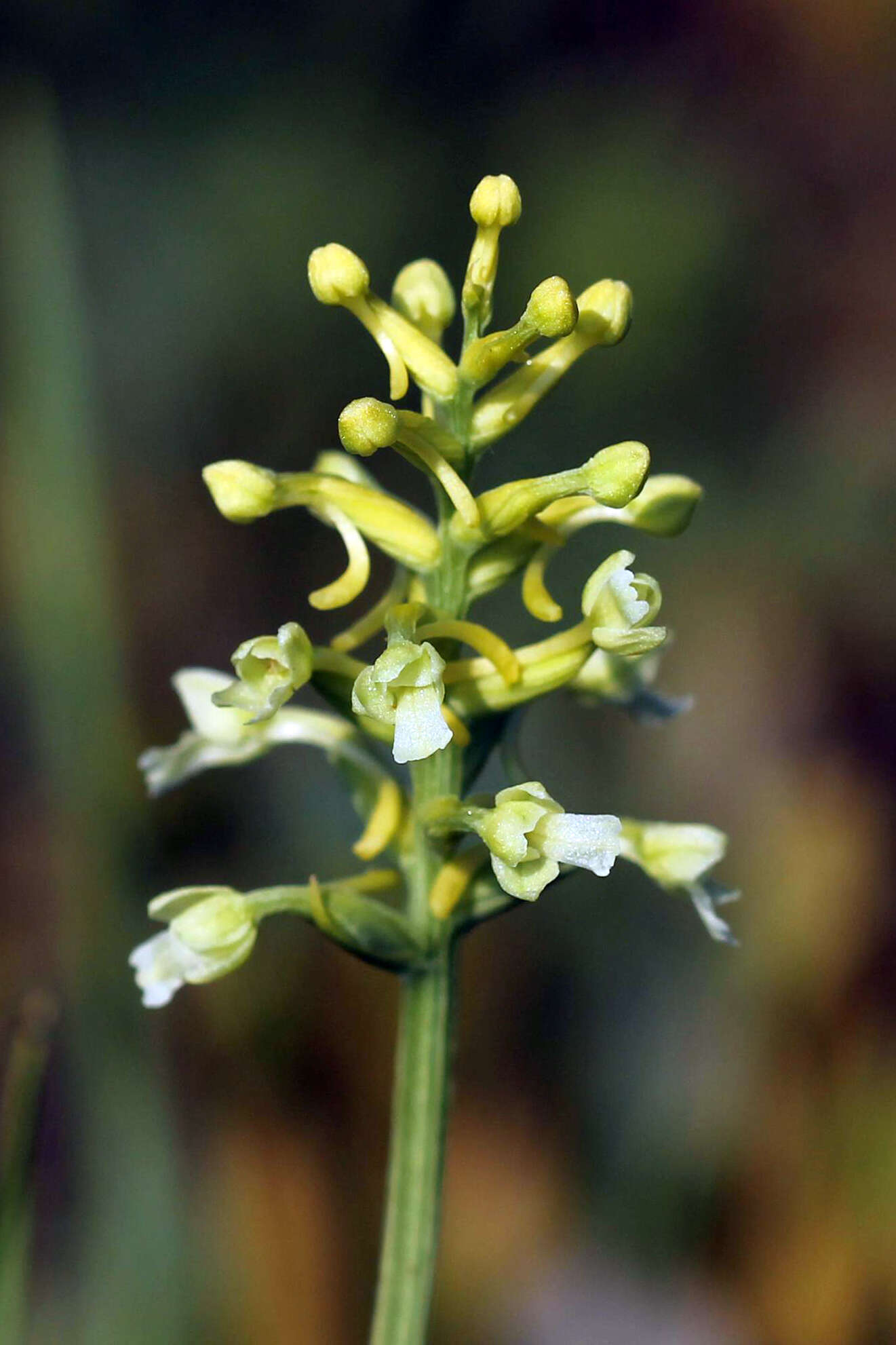 Image of Green Woodland Orchid