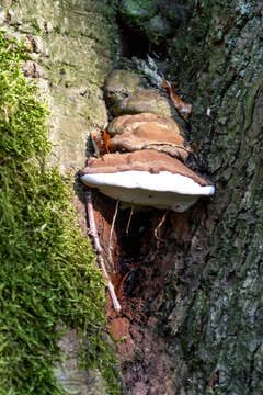 Imagem de Ganoderma australe (Fr.) Pat. 1889