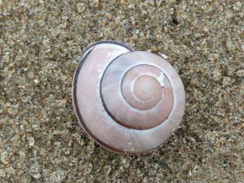 Image of Brown Lipped Snail