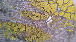 Image of eggyolk lichen