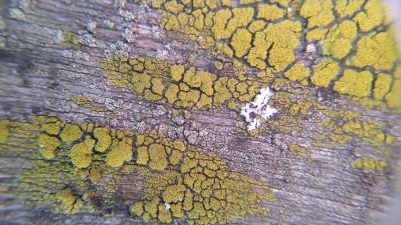 Image of eggyolk lichen