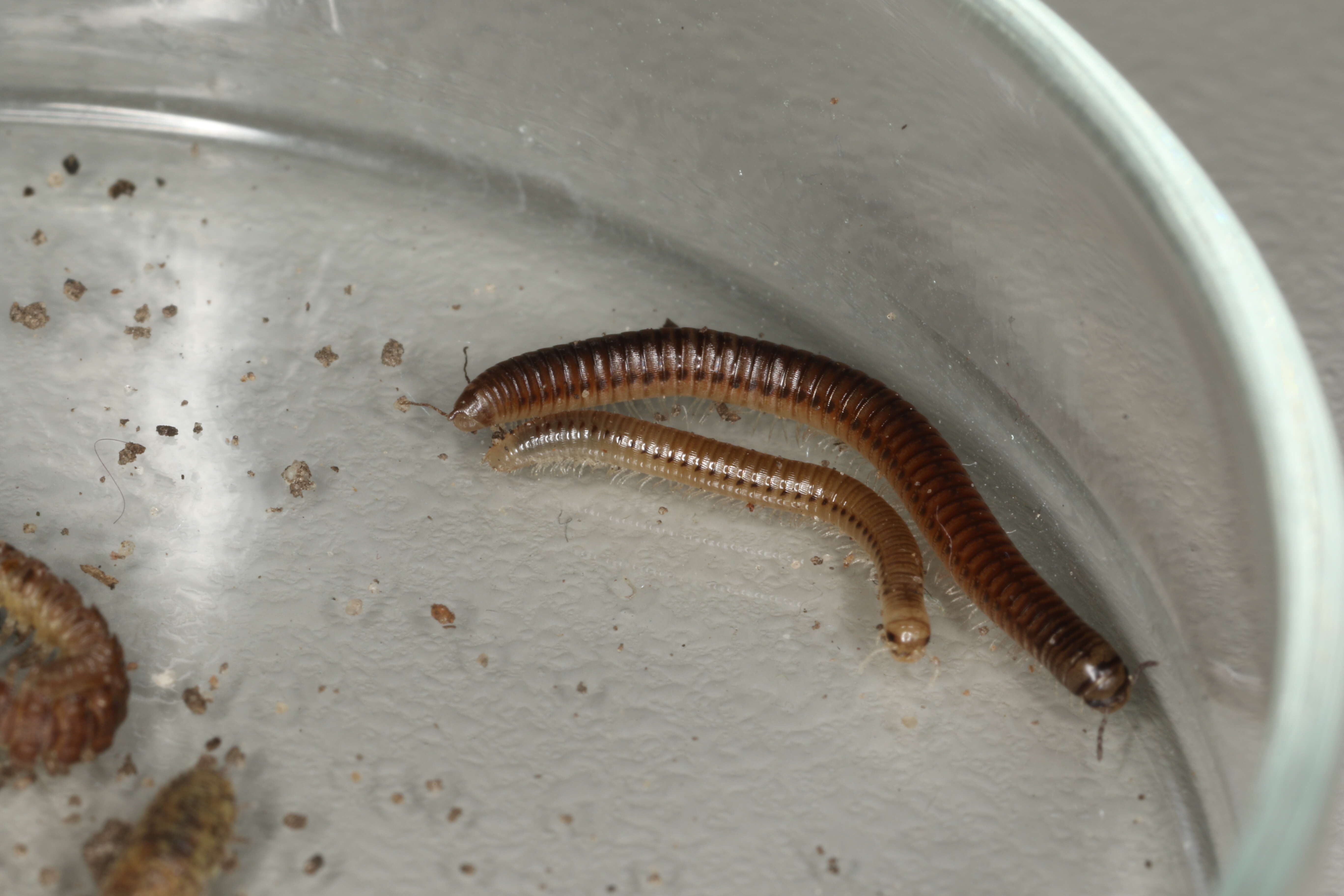 Image of Blunt-tailed Snake Millipede