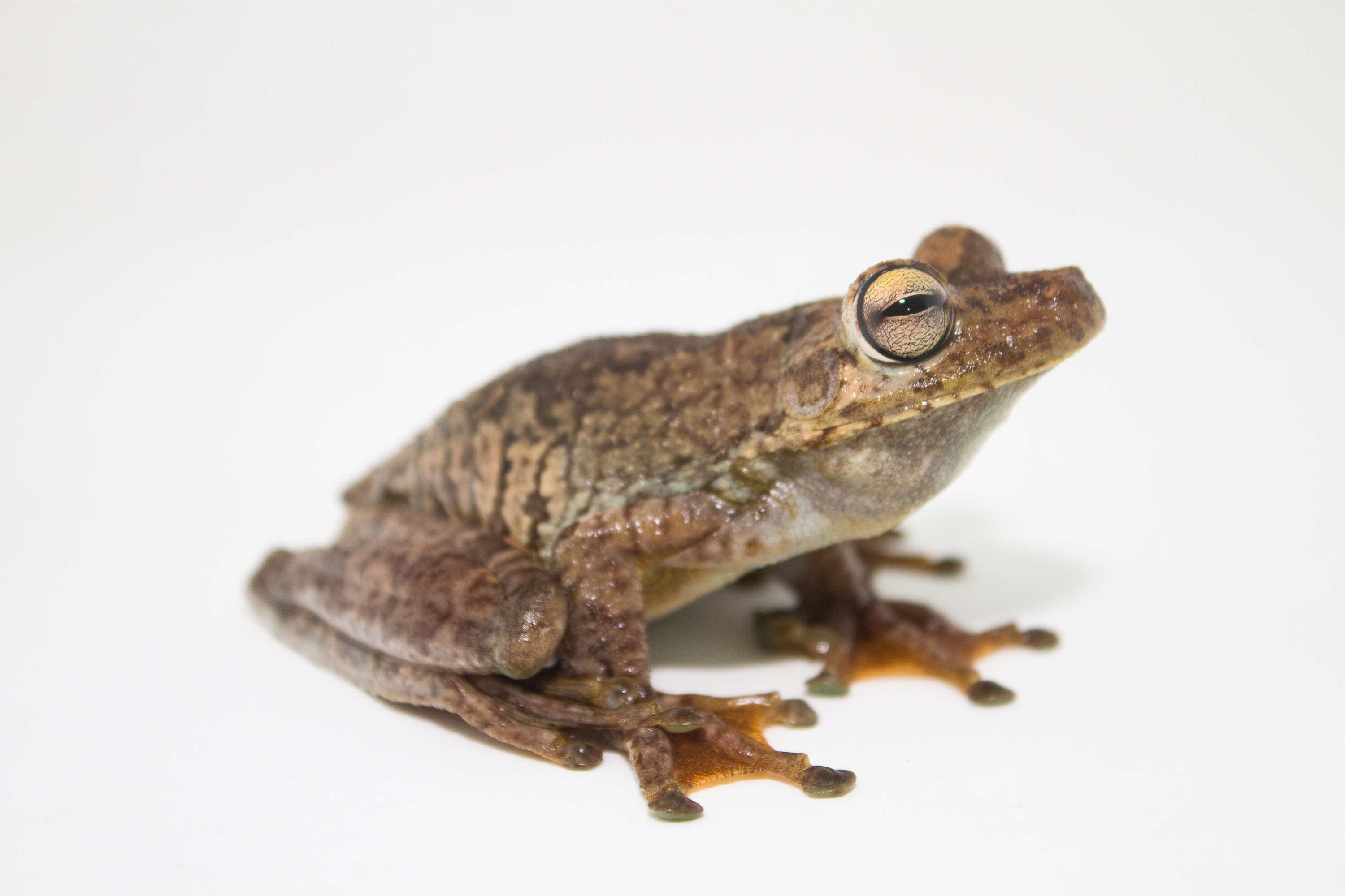 Image of Rosenberg's Gladiator Treefrog