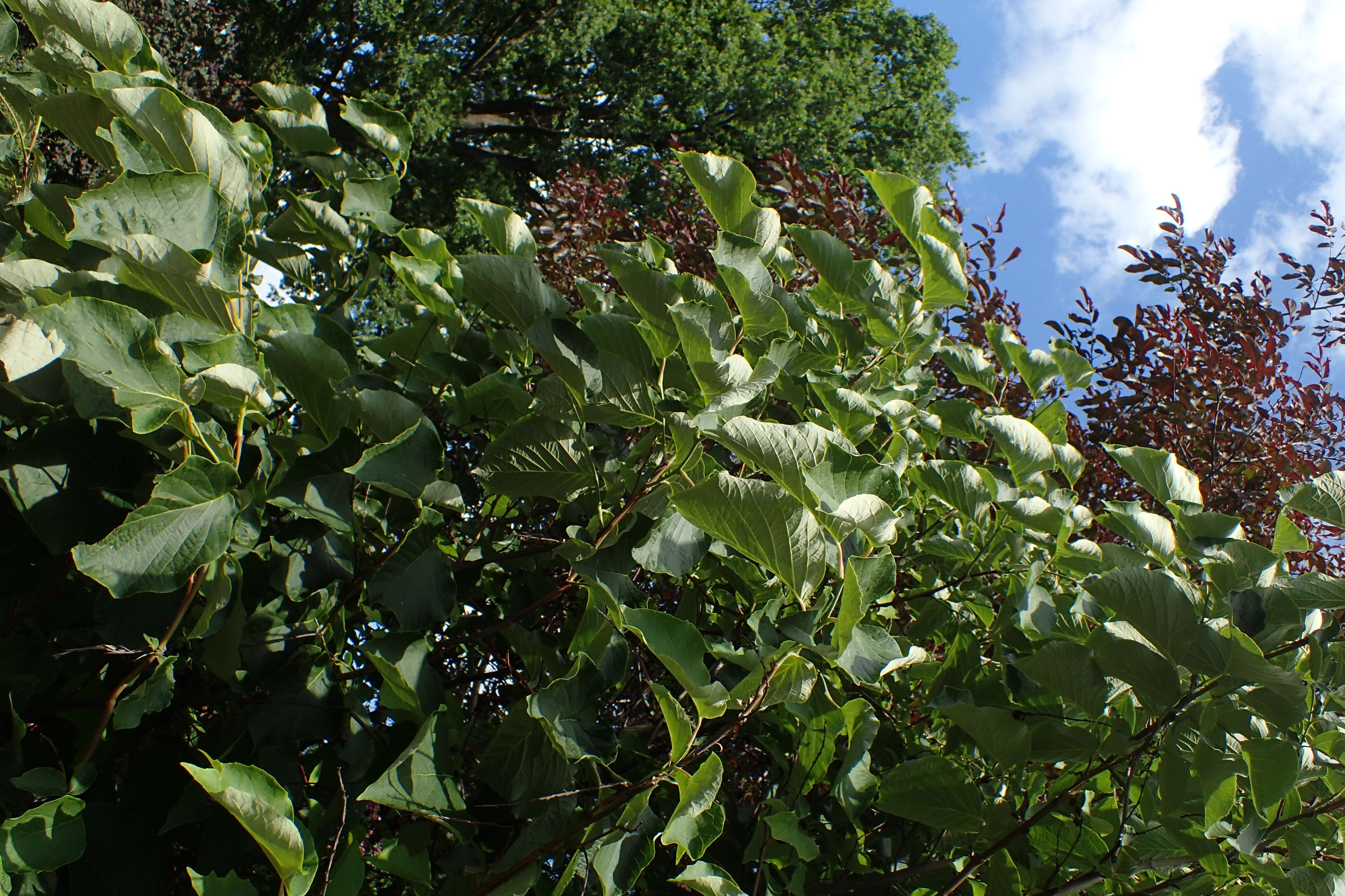 Plancia ëd Styrax obassia Siebold & Zucc.