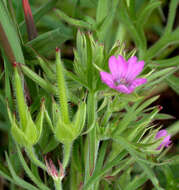 Plancia ëd Geranium dissectum L.