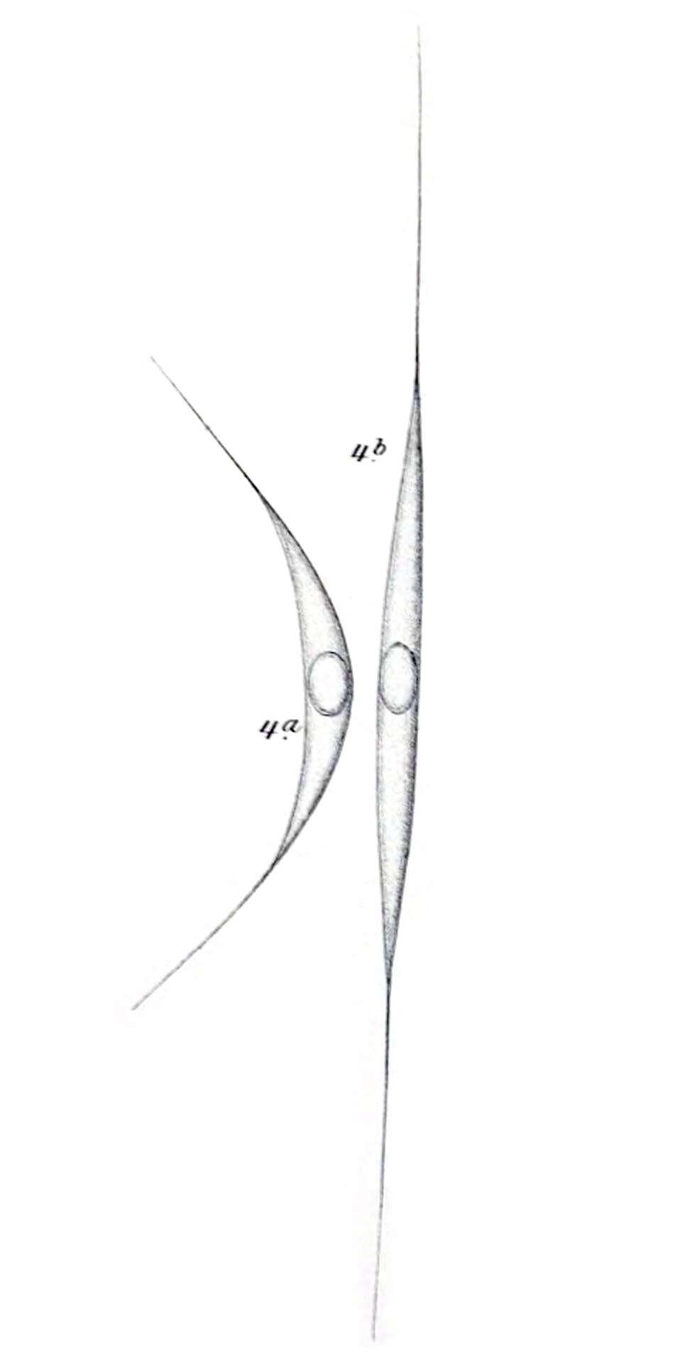 Image of Schroederia Lemmermann 1898